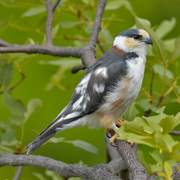 Pearl Kite