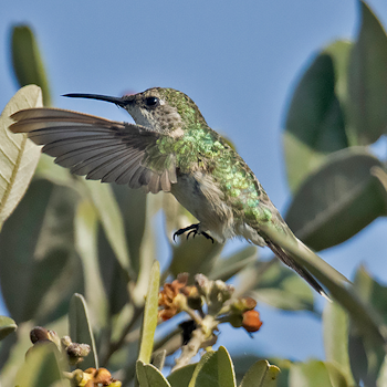 Peruvian Sheartail