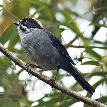 Peruvian Slaty Brushfinch