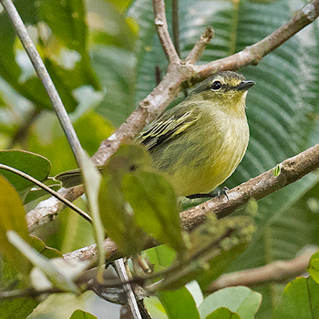 Peruvian Tyrannulet