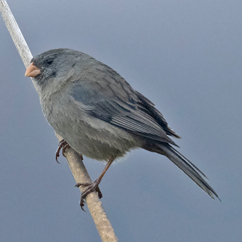 Plain-coloured Seedeater