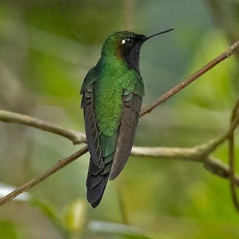 Purple-throated Sunangel