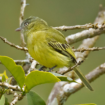 Red-billed Tyrannulet
