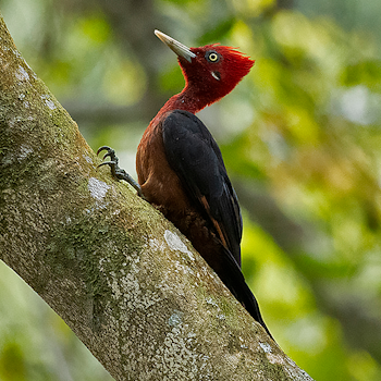Red-necked Woodpecker