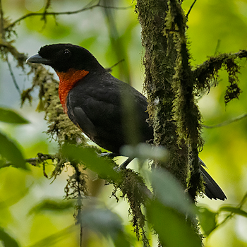 Red-ruffed Fruitcrow