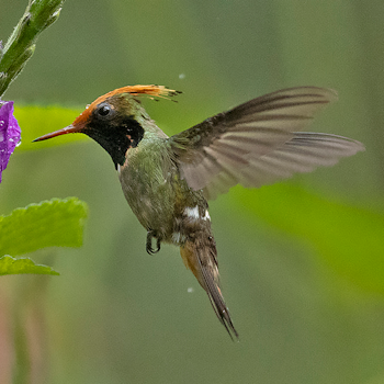 Rufous-crested Coquette
