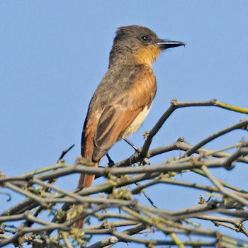 Rufous Flycatcher