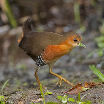 Rufous-sided Crake