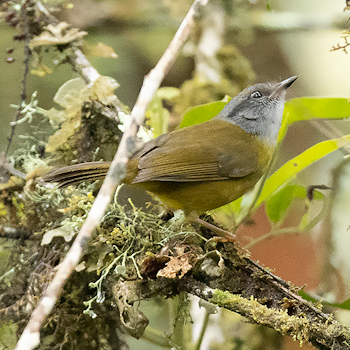 Russet-crowned Warbler