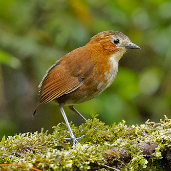 Rusty-tinged Antpitta