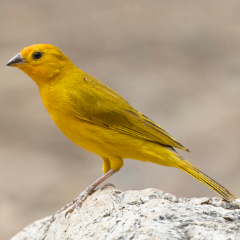 Saffron Finch