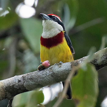 Scarlet-banded Barbet