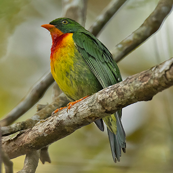 Scarlet-breasted Fruiteater