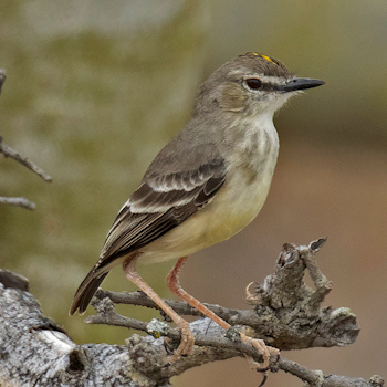 Short-tailed Field-tyrant