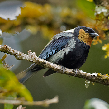 Silvery Tanager