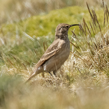 Slender-billed Miner