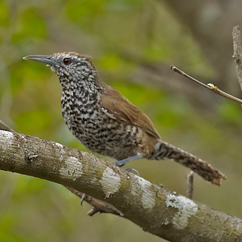 Speckle-breasted Wren