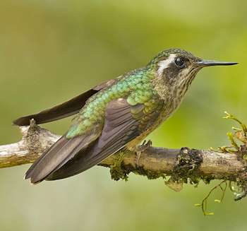 Speckled Hummingbird