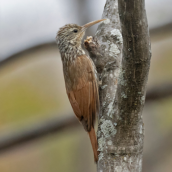Streak-headed Woodcreeper