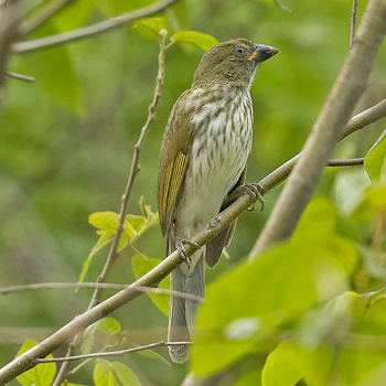 Streaked Saltator