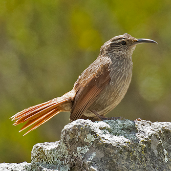 Striated Earthcreeper