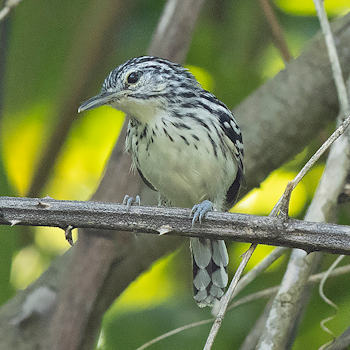 Stripe-chested Antwren