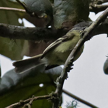 Sulphur-bellied Tyrannulet