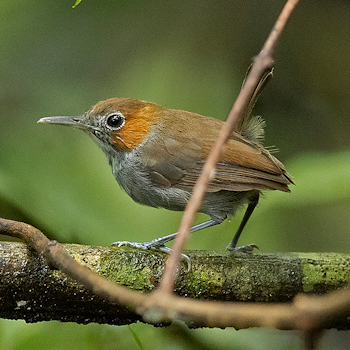 Tawny-faced Gnatwren