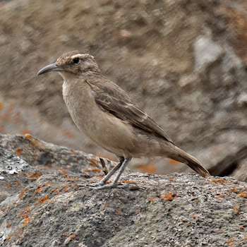 Thick-billed Miner