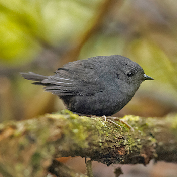 Tschudi's Tapaculo
