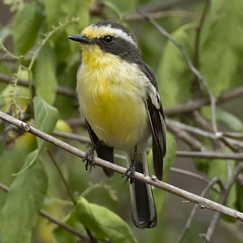 Tumbes Chat-tyrant