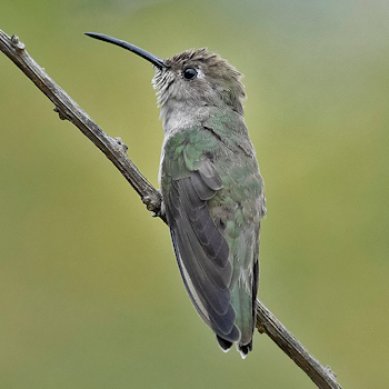 Tumbes Hummingbird