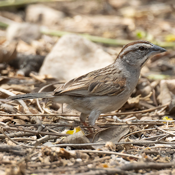 Tumbes Sparrow
