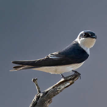 Tumbes Swallow