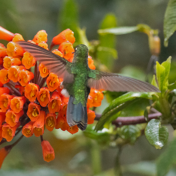 Tyrian Metaltail