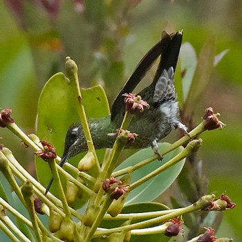 Violet-fronted Brilliant