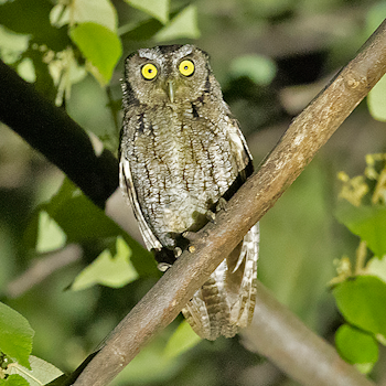 West Peruvian Screech-owl