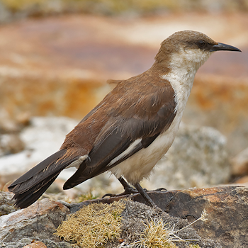 White-bellied Cinclodes