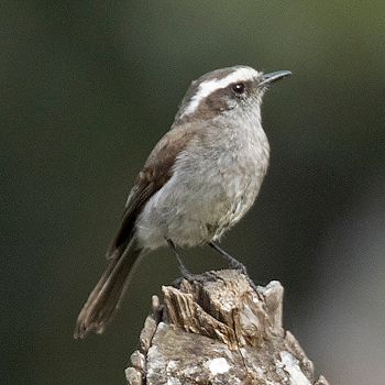 White-browed Chat-tyrant