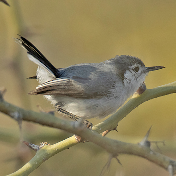 White-browed Gnatcatcher