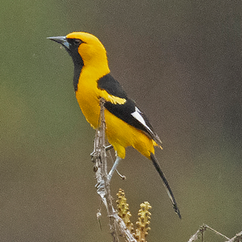 White-edged Oriole