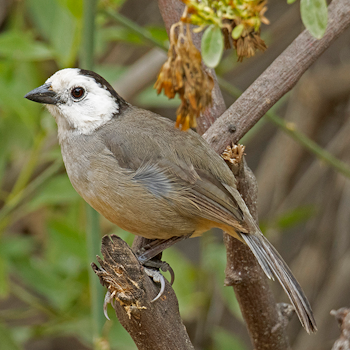 White-headed Brushfinch