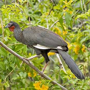 White-winged Guan