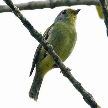 Wing-barred Piprites