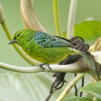 Yellow-bellied Tanager