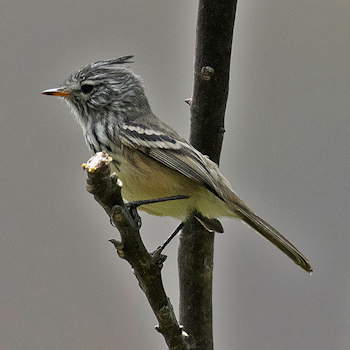 Yellow-billed Tit-tyrant