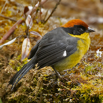 Yellow-breasted Brushfinch