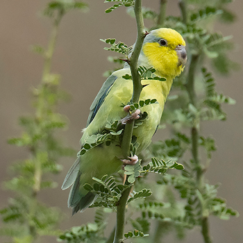 Yellow-faced Parrotlet