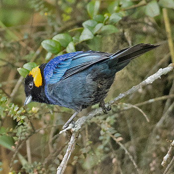 Yellow-scarfed Tanager