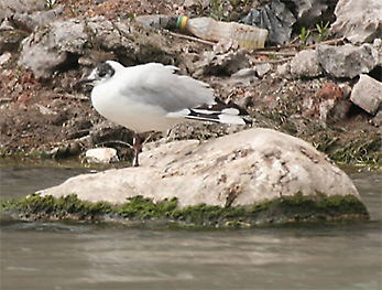 Andean Gull